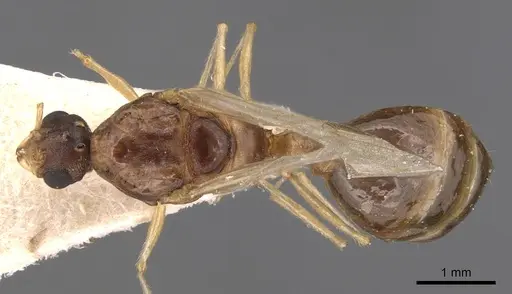 Tetramorium semilaeve - CASENT0904813