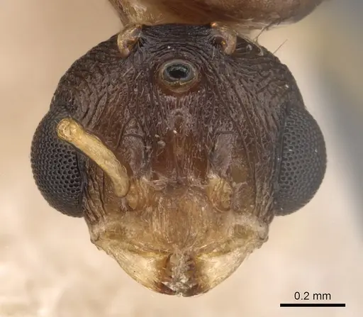 Tetramorium semilaeve - CASENT0904813