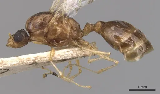 Tetramorium semilaeve - CASENT0904813