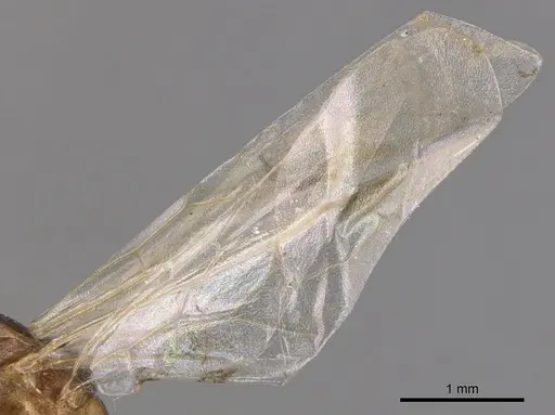 Tetramorium semilaeve - CASENT0904813