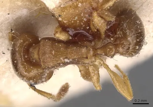 Tetramorium semilaeve - CASENT0904819