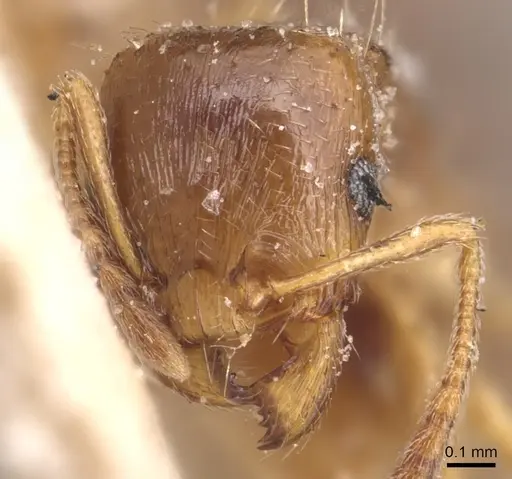 Tetramorium semilaeve - CASENT0904819