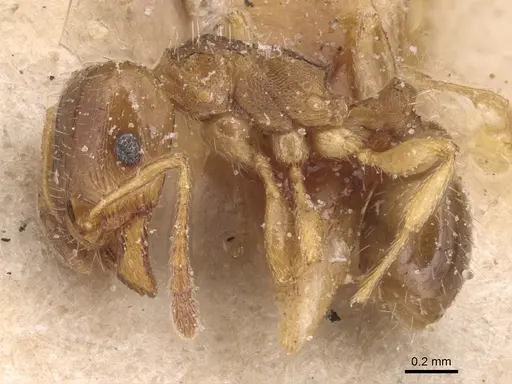 Tetramorium semilaeve - CASENT0904819