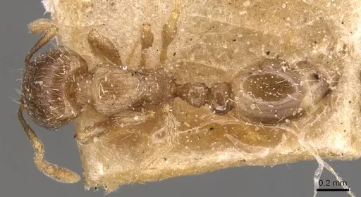 Tetramorium semilaeve - CASENT0904821