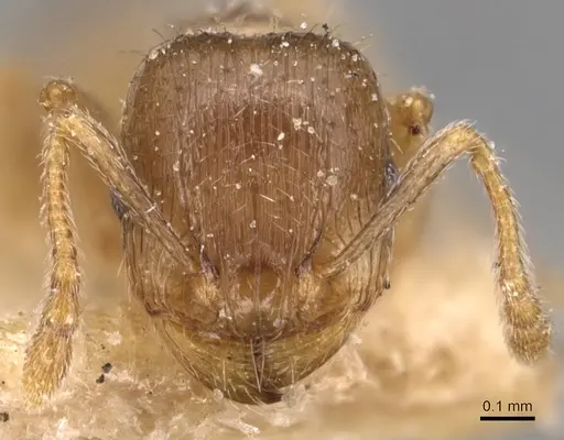 Tetramorium semilaeve - CASENT0904821