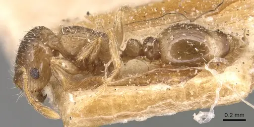 Tetramorium semilaeve - CASENT0904821