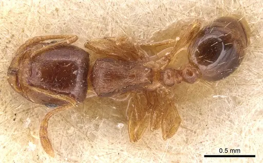Tetramorium semilaeve - CASENT0904823