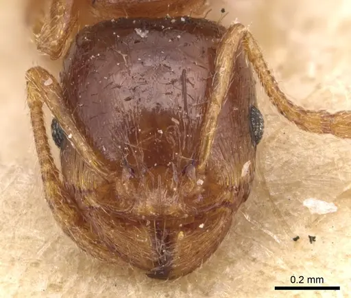 Tetramorium semilaeve - CASENT0904823