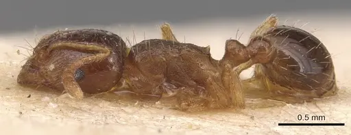 Tetramorium semilaeve - CASENT0904823