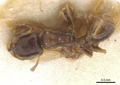 Tetramorium semilaeve - CASENT0913612