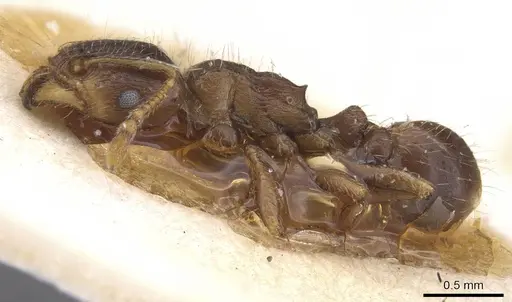 Tetramorium semilaeve - CASENT0913612