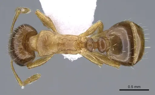 Tetramorium semilaeve - CASENT0914830