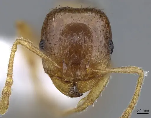 Tetramorium semilaeve - CASENT0914830