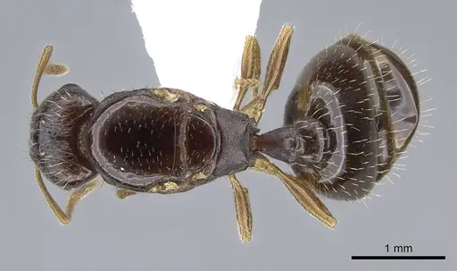 Tetramorium semilaeve - CASENT0914831