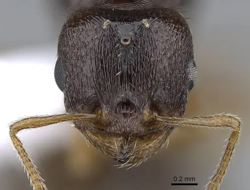 Tetramorium semilaeve - CASENT0914831