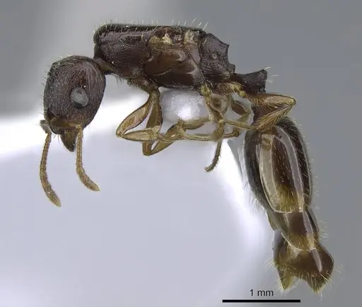 Tetramorium semilaeve - CASENT0914831