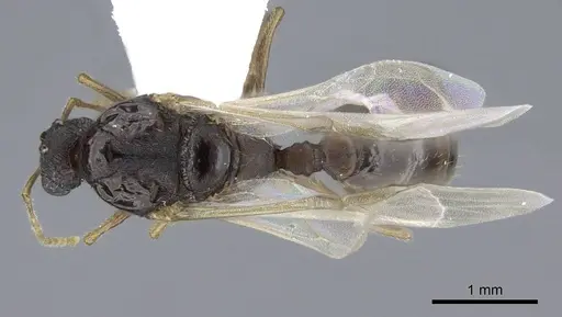 Tetramorium semilaeve - CASENT0914832