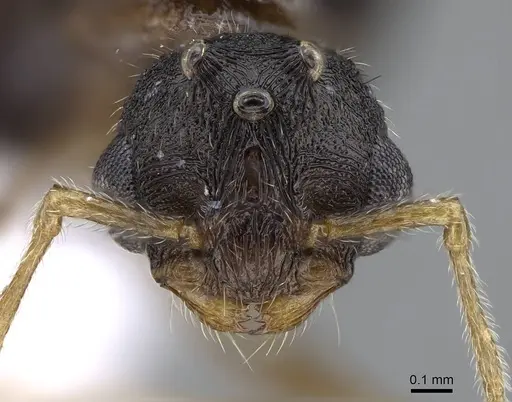 Tetramorium semilaeve - CASENT0914832