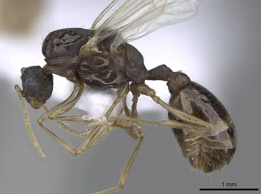 Tetramorium semilaeve - CASENT0914832