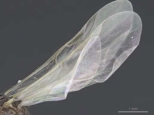 Tetramorium semilaeve - CASENT0914832