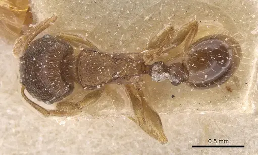 Tetramorium semilaeve - CASENT0915043