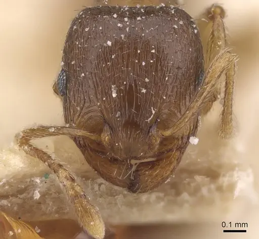 Tetramorium semilaeve - CASENT0915043