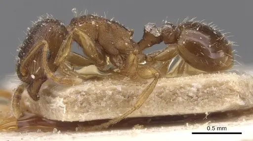 Tetramorium semilaeve - CASENT0915043