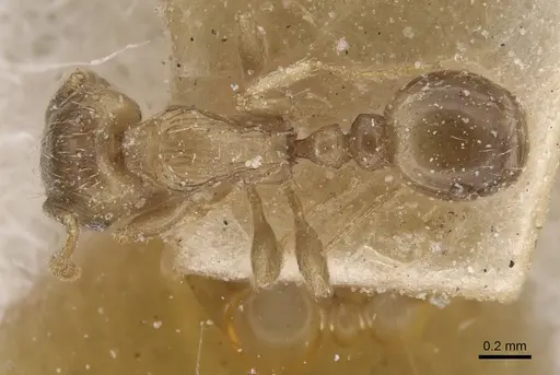 Tetramorium semilaeve - CASENT0915044