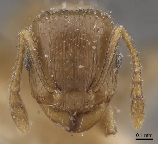 Tetramorium semilaeve - CASENT0915044