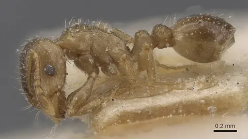 Tetramorium semilaeve - CASENT0915044