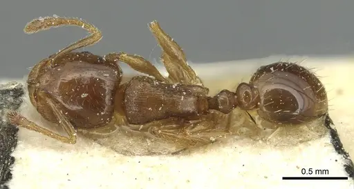 Tetramorium semilaeve - CASENT0915046