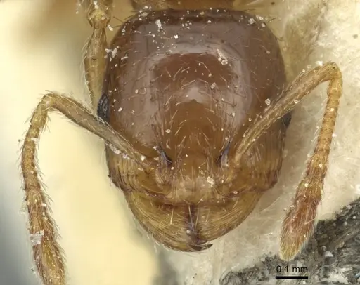 Tetramorium semilaeve - CASENT0915046