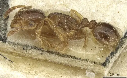 Tetramorium semilaeve - CASENT0915046