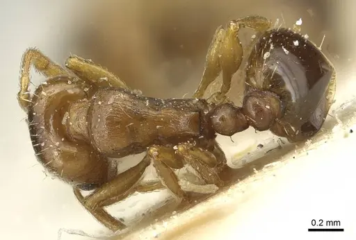 Tetramorium semilaeve - CASENT0915049