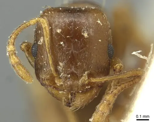 Tetramorium semilaeve - CASENT0915049