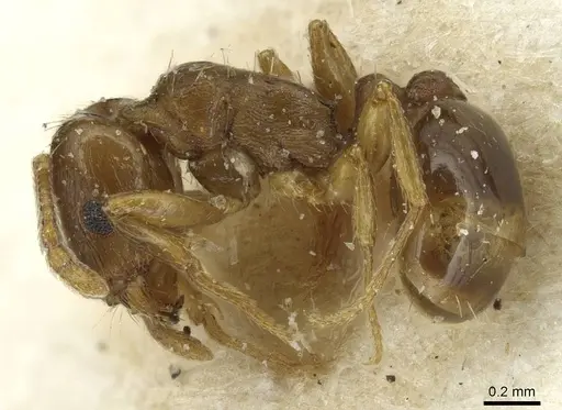 Tetramorium semilaeve - CASENT0915049