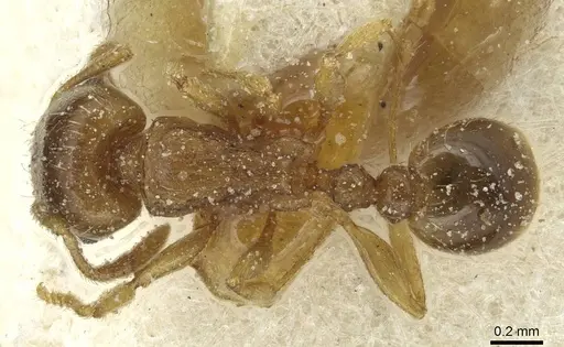 Tetramorium semilaeve - CASENT0915050