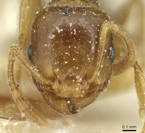 Tetramorium semilaeve - CASENT0915050