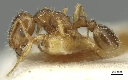 Tetramorium semilaeve - CASENT0915050