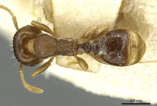 Tetramorium semilaeve - CASENT0915055