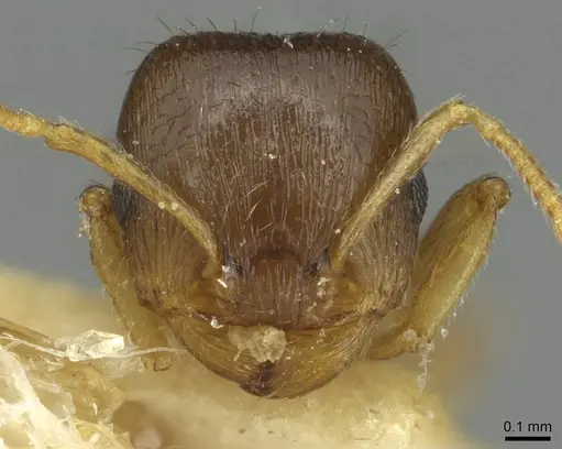 Tetramorium semilaeve - CASENT0915055