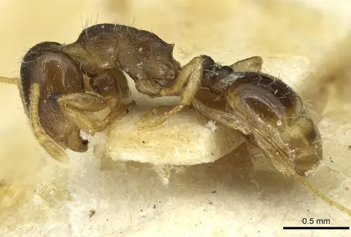 Tetramorium semilaeve - CASENT0915055