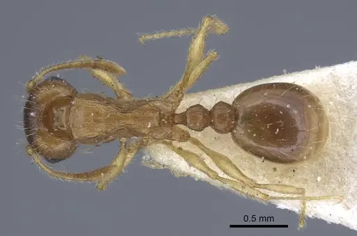 Tetramorium semilaeve - CASENT0917074