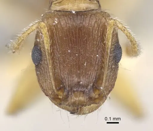 Tetramorium semilaeve - CASENT0917074