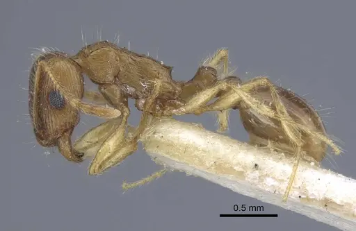 Tetramorium semilaeve - CASENT0917074