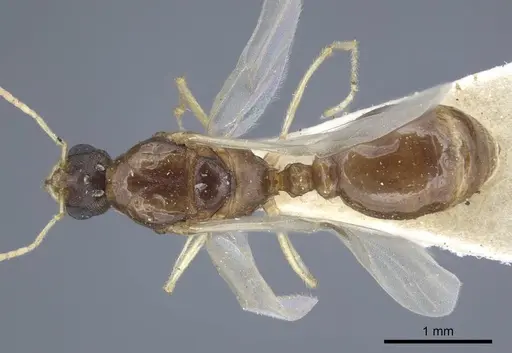 Tetramorium semilaeve - CASENT0917075