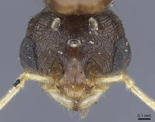 Tetramorium semilaeve - CASENT0917075