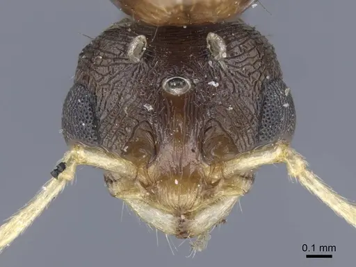 Tetramorium semilaeve - CASENT0917075