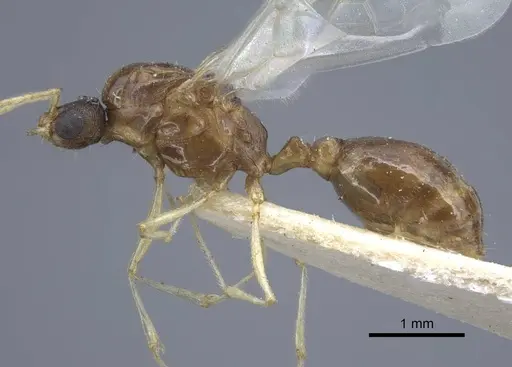 Tetramorium semilaeve - CASENT0917075