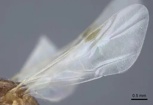 Tetramorium semilaeve - CASENT0917075